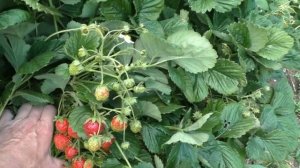 ЗЕМКЛУНИКА сорт НАХОДКА. Суперурожайный и неприхотливый. Действительно сорт находка!