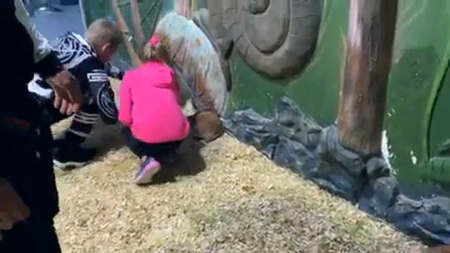 Эдвин кормит животных в контактном зоопарке ГРУЗИЯ ВЛОГ !!! Смешные обезьяны показывают язык ) смотреть онлайн