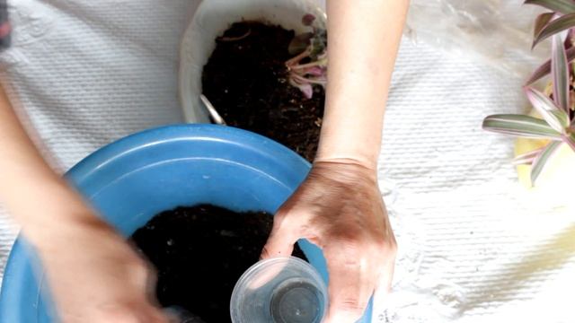 ФИАЛКА ОТСАЖИВАЕМ ОТ РЭО смотреть онлайн