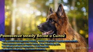 Немецкая Овчарка / Плюсы и Минусы