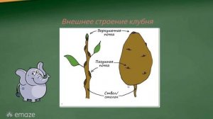 Биология 5 класс. Лабораторная работа "Внешнее и внутреннее строение клубня и луковицы.