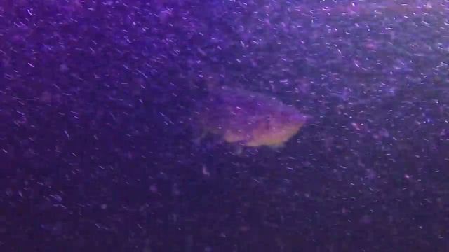 Сколько стоит аквариум на 1000 литров и рыбы в нем? (Мурена, Африканская щука, Арована..)