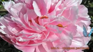 Пион травянистый Мисс Экхарт (paeonia) ? Мисс Экхарт обзор: как сажать, рассада пиона Мисс Экхарт