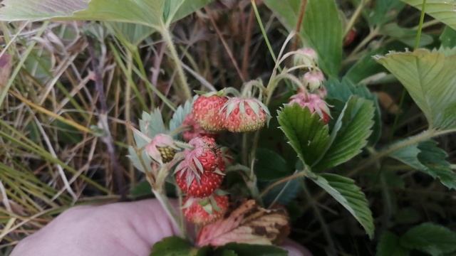 23.06.2023 Луговая клубника начинает созревать