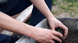 Туи из черенков | Укоренение хвойных своими руками | Работа с детьми