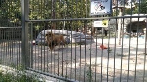 ЭКСКУРСИЯ в Новосибирский зоопарк им РА Шило