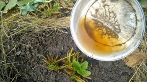 Подкормка клубники после сбора урожая, когда и чем удобрять