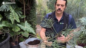 Os enseñamos el PHILODENDRON TORTUM y algunas variedades más // Jardinatis