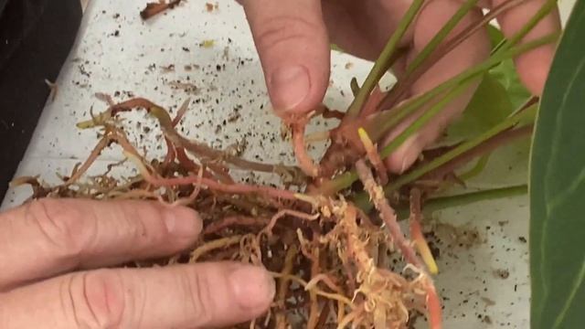 Propagating My Anthurium Magnificum