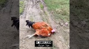 петух зашищал курицу но не смог??