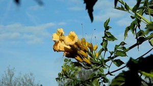 campsis radicans flava  Trompetklimmer
