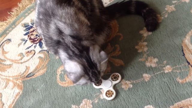 Ты мой сладкий!))😍😘 (кто хочет узнать какая порода, пишите в коментах) смотреть онлайн