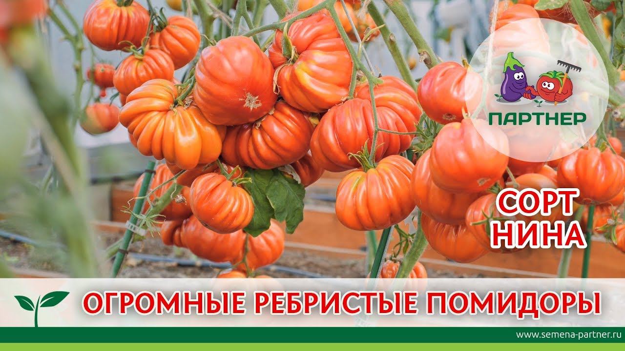 ОГРОМНЫЕ РЕБРИСТЫЕ ПОМИДОРЫ. СОРТ НИНА.