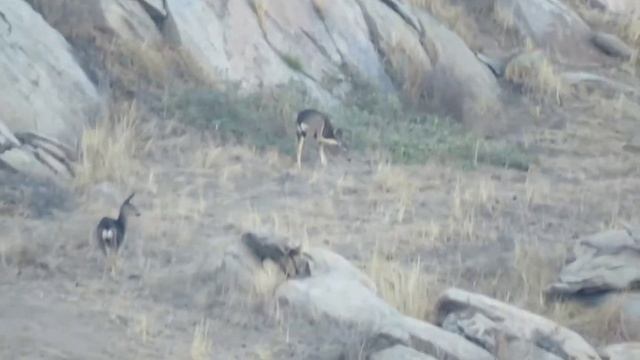 Moreno Valley wildlife смотреть онлайн