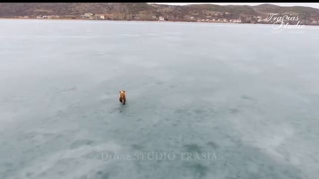 Купить шубу в Кастории Греция Медведи смотреть онлайн