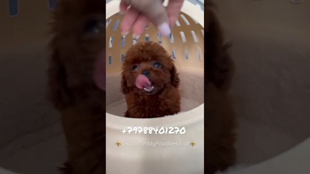 Teacup teddy poodle puppies Тикап Тэдди Пудель - самые мимишные щенки только у нас