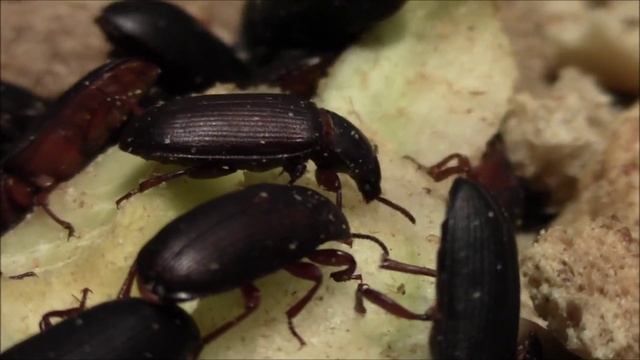 Tenebrio molitor (beetle) eat смотреть онлайн