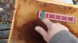 изоляция пчелиних маток в зимовку по методу Миленина . Киевский регион.