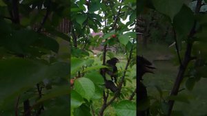 защита черешни от птиц