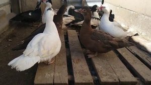 БЕЗ ЭТОГО ВЫ К НИМ ПРОСТО НЕ ЗАЙДЁТЕ))/ОБУСТРОЙСТВО ЗАГОНА ДЛЯ ИНДОУТОК//МУСКУСНЫЕ УТКИ