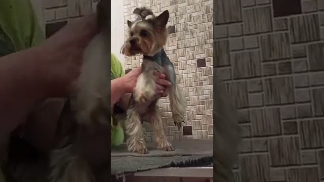 Мальчик йоркширского терьера Никас подстригся. / стрижка собак. смотреть онлайн