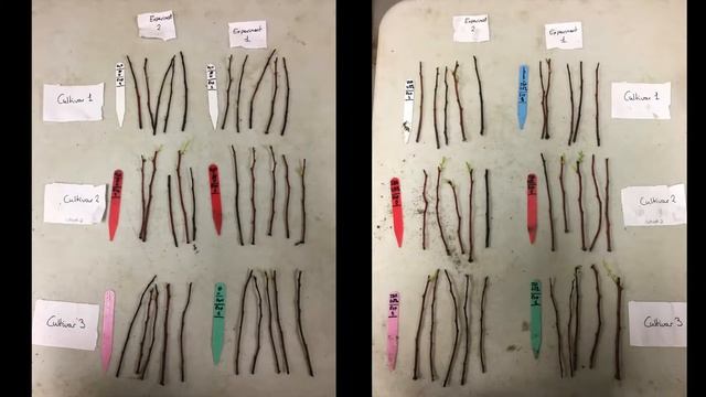Propagation of Vaccinium corymbosum смотреть онлайн