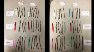 Propagation of Vaccinium corymbosum