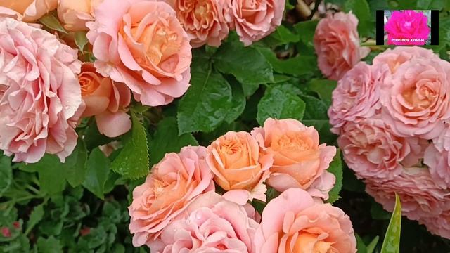 КОРМИМ РОЗЫ ДЛЯ ВТОРОГО ЦВЕТЕНИЯ. НАЧИНАЮЩИМ смотреть онлайн