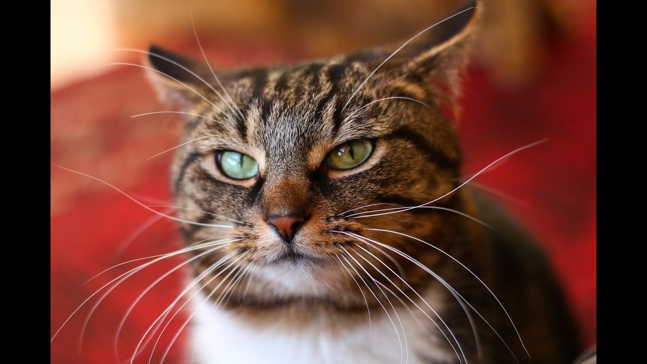 Мартовский кот
