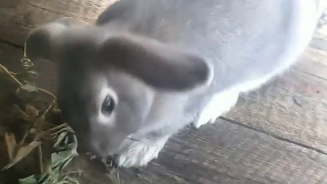 Чем кормить кролика #кролиководство #кролики #хозяйство #кроликфландер #ПХ смотреть онлайн