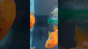 Неболлшая экскурсия на нашу разводню золотых рыбок