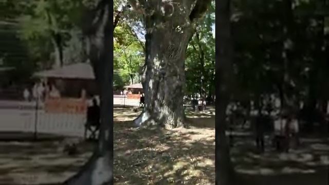 Дуб 750 лет (Черешчатый) Симферополь (детский парк) 2020г. смотреть онлайн