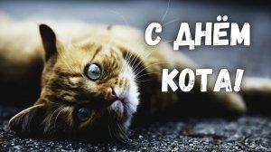 С днём кота! С 1 марта! Поздравление с началом весны и днём кота