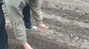 Посадка арахиса: подготовка почвы, подготовка семян, посадка и уход за ним