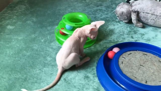 Котёнок Канадский Сфинкс 3 месяца?