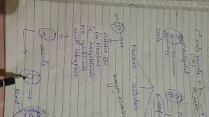 Endosperm formation