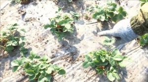 Подготовка клубники к зиме