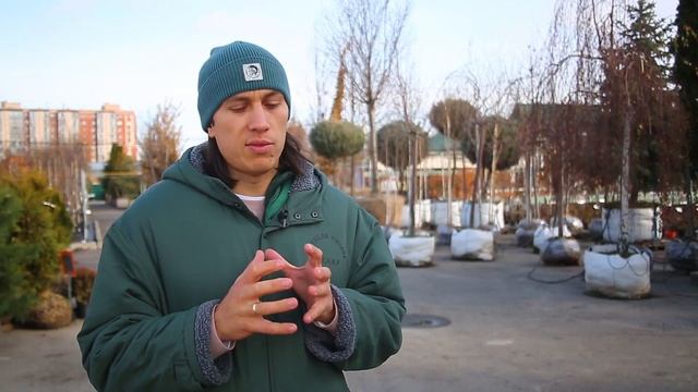 Деревья - крупномеры от Питомника 'Сад Вашей мечты'®