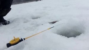 Рыбалка на крупного ротана. Наконец я половил хороших ротанов.