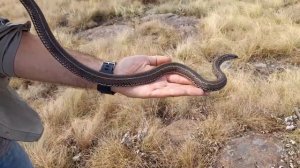 Berg Adder, Rinkhals & MORE! Drakensberg Herping