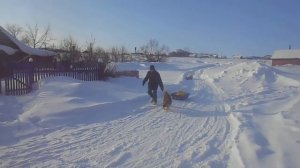 Жулька привозит питание в приют)