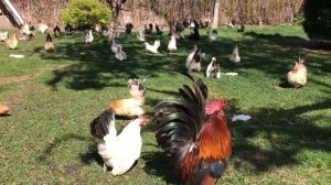 Куры шабо на прогулке