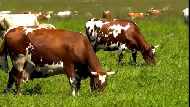 Звук животных кошка, сабака , осёл , баран , курица и др смотреть онлайн