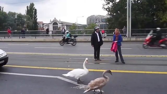 Забавное видео - лебеди в городе! Swan :) смотреть онлайн