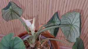цветение алоказии Мело/ Кожа носорога (alocasia Melo)