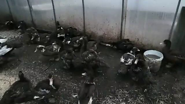 Вес и цена перепелок⚖️?яйценоскость кур ??? смотреть онлайн