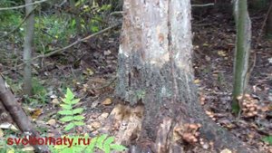 Опята. Грибы средней полосы России