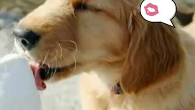 Всё написано в видео. Люблю целую пока? смотреть онлайн