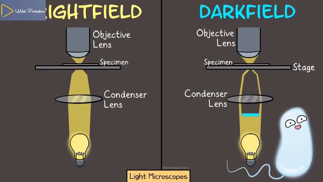 USE OF LIGHT MICROSCOPE смотреть онлайн