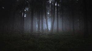 Ancestral Forest | Ambient Music and Nature - Dark Rainy Woods - 1 Hour